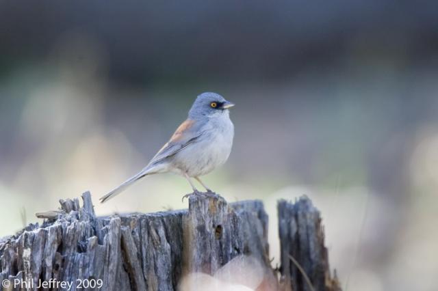 Yellow-eyed Junco