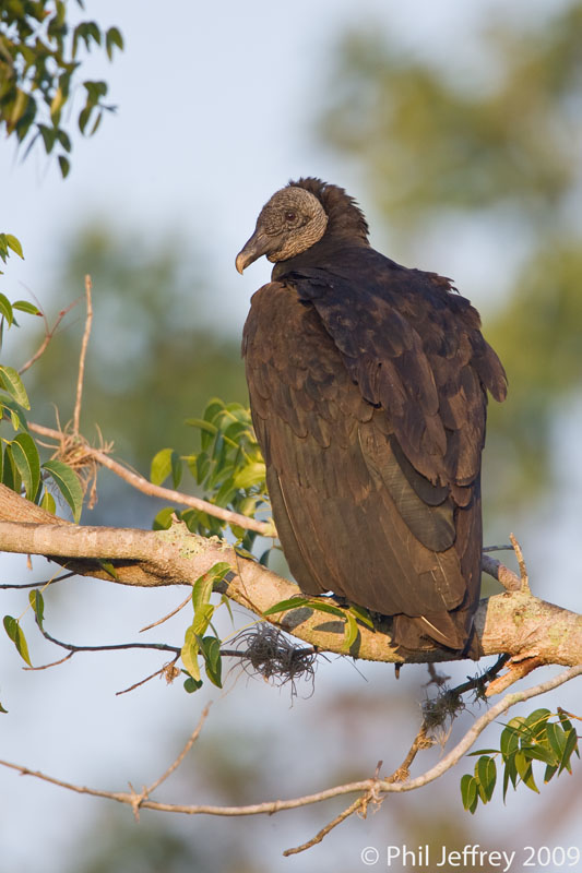 Black Vulture