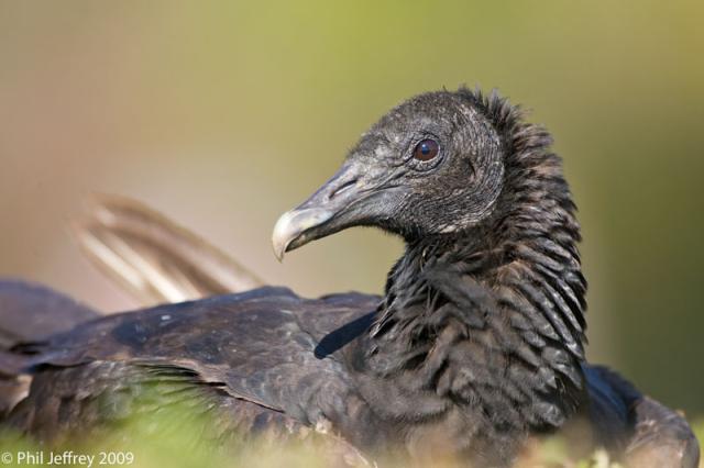 Black Vulture