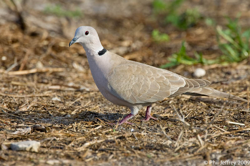 Eurasian Collared-Dove