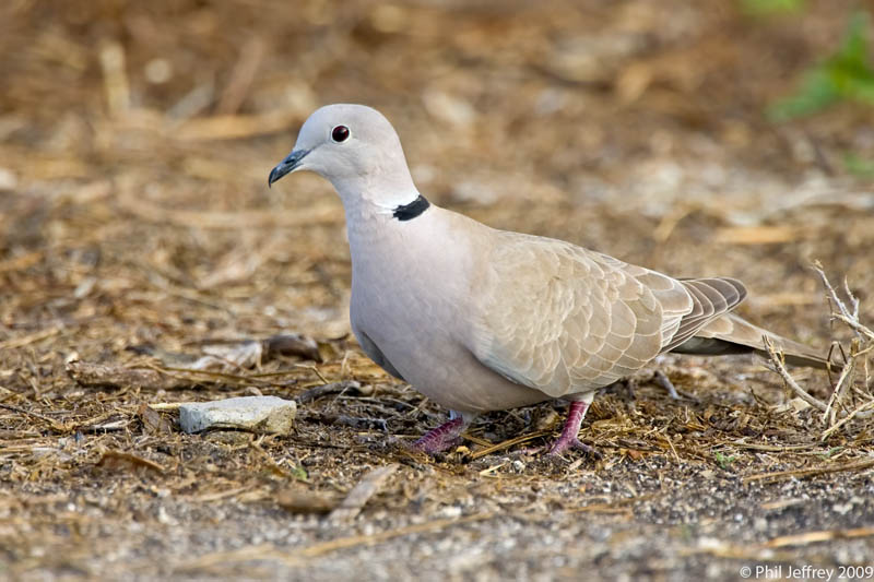 Eurasian Collared-Dove