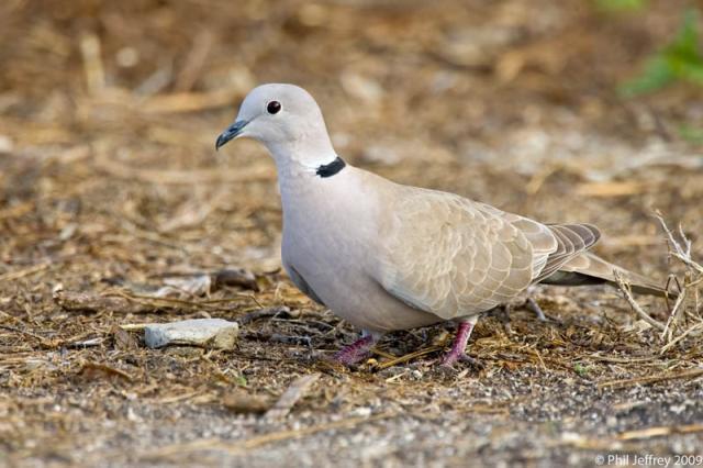 Eurasian Collared-Dove