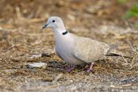 Eurasian Collared-Dove