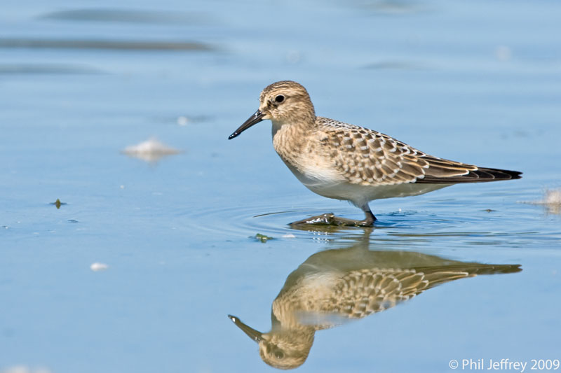 Bairds Sandpiper