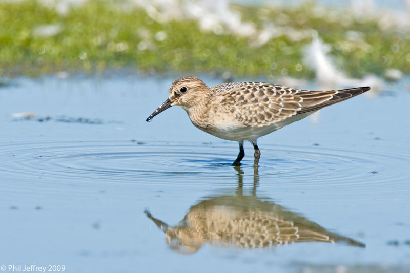 Bairds Sandpiper