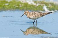 Bairds Sandpiper