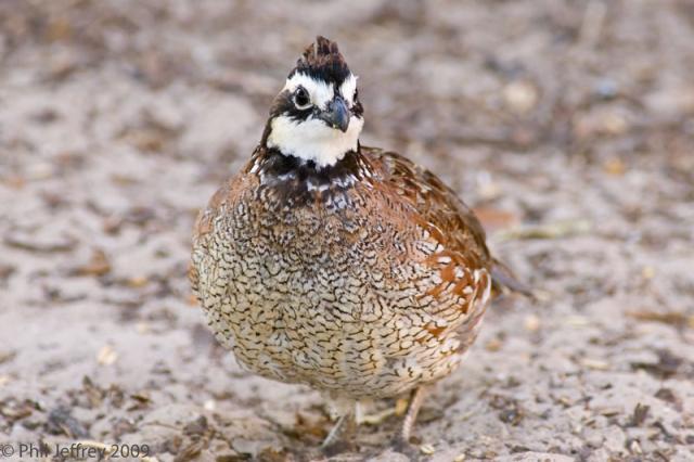 Northern Bobwhite