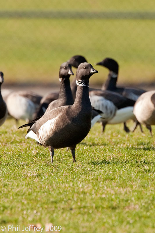 Black Brant