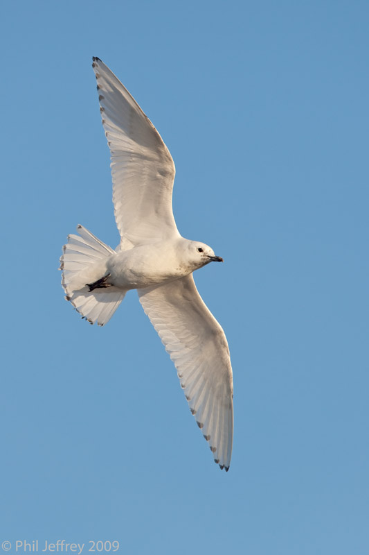 Ivory Gull