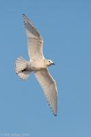 Ivory Gull