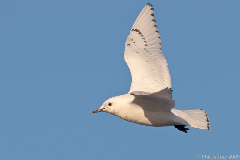 Ivory Gull