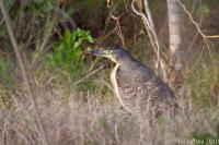 Bare-throated Tiger-Heron