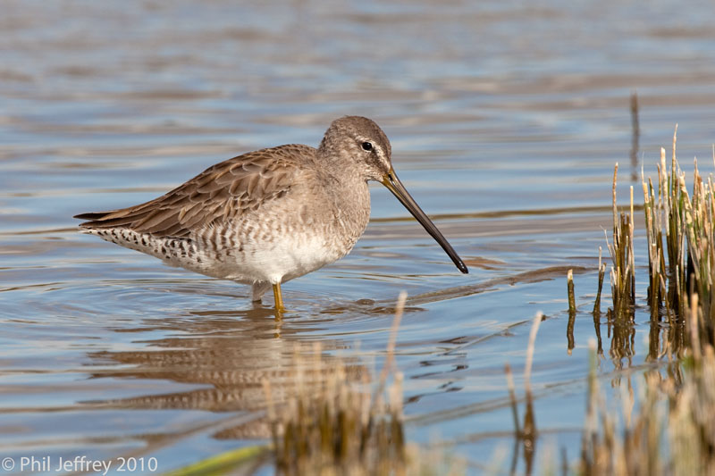 Long-billed Dowitcher