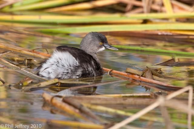 Least Grebe
