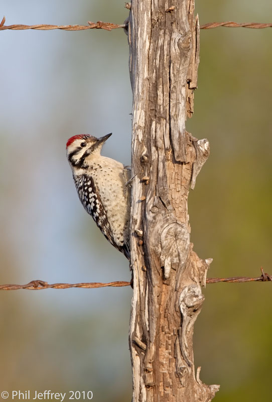 Ladder-backed Woodpecker