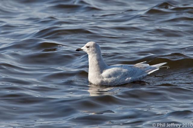 Iceland Gull