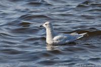 Iceland Gull