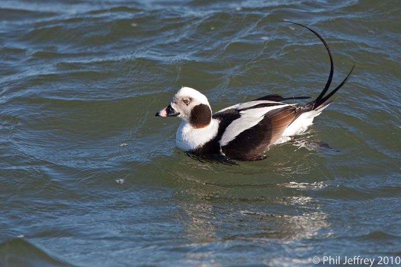 Long-tailed Duck