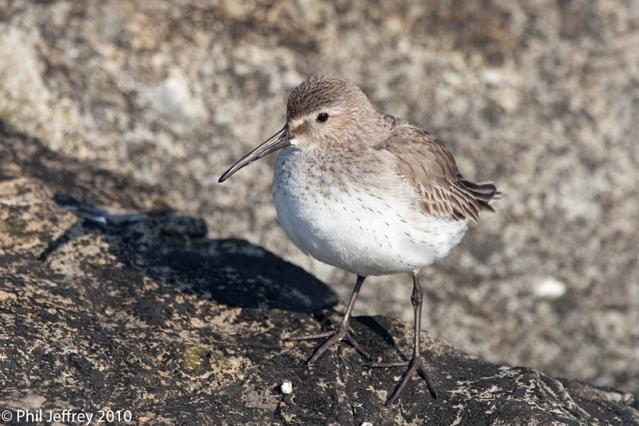 Dunlin