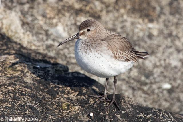 Dunlin_MG_3972