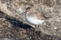 Dunlin_MG_3972