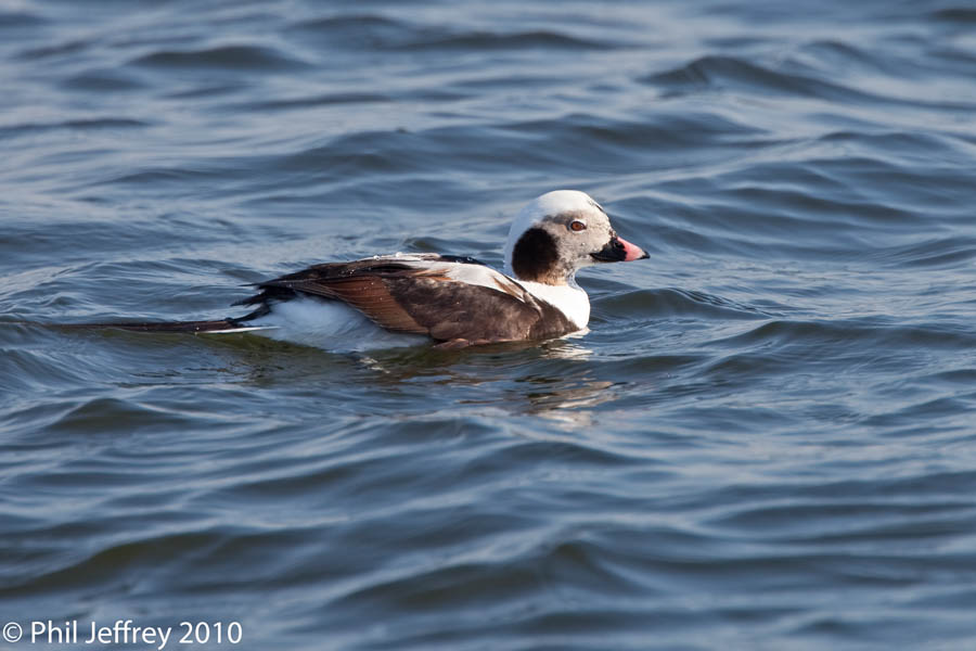 Long-tailed Duck