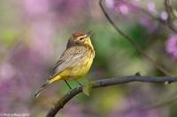 Palm Warbler
