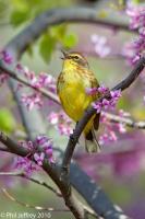 Palm Warbler