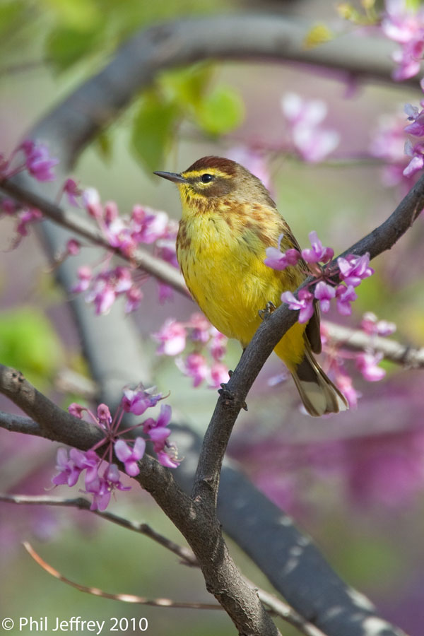 Palm Warbler