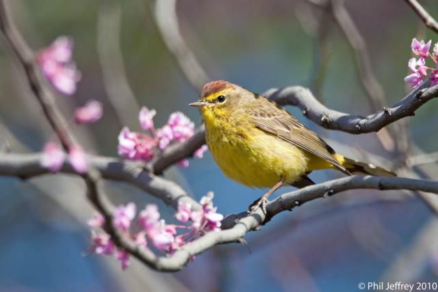 Palm Warbler