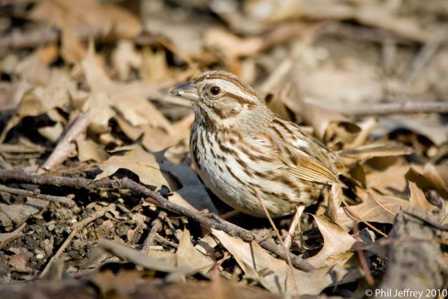 Song Sparrow
