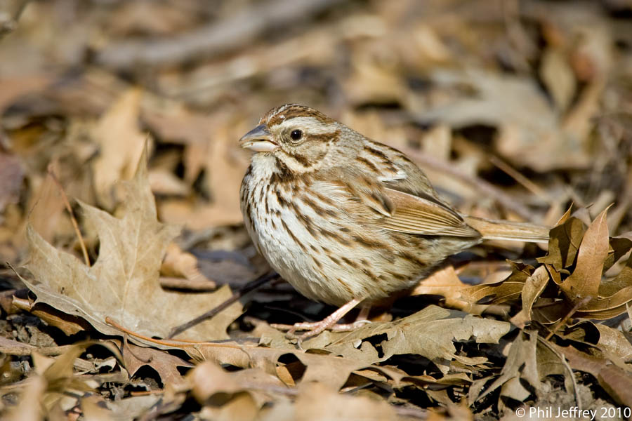 Song Sparrow