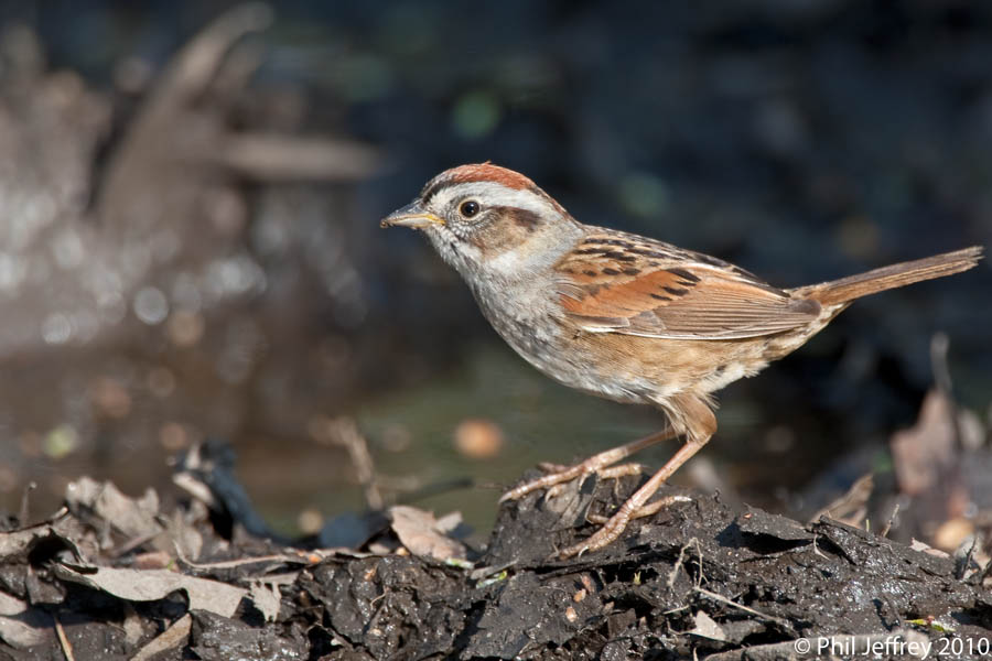 Swamp Sparrow