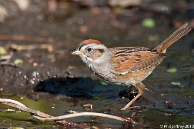 Swamp Sparrow