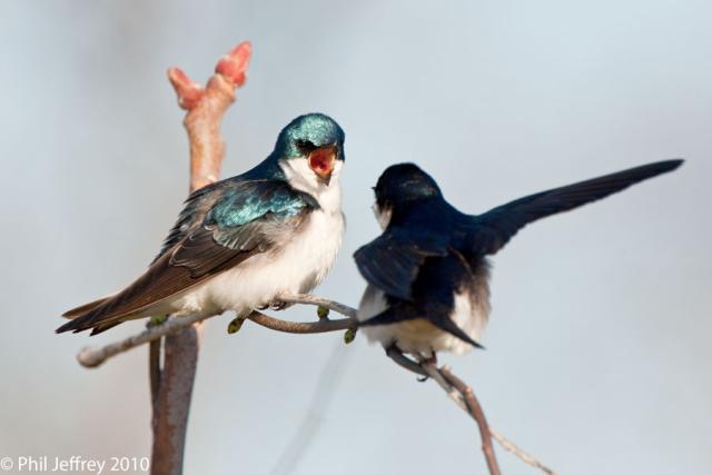 Tree Swallow