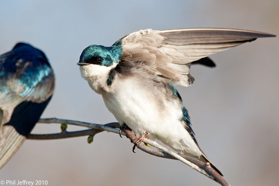 Tree Swallow