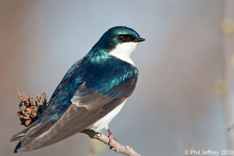 Tree Swallow