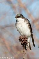 Tree Swallow