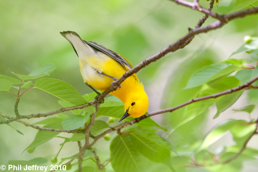 Prothonotary Warbler