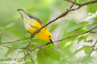 Prothonotary Warbler