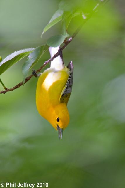 Prothonotary Warbler