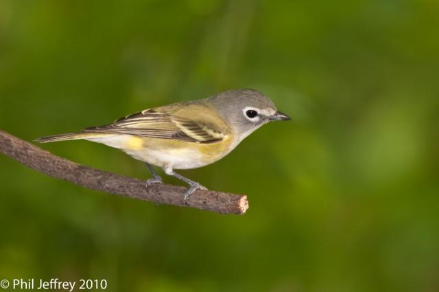 Blue-headed_Vireo_MG_5311