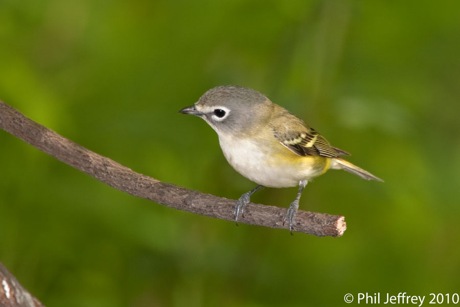 Blue-headed_Vireo_MG_5315