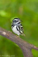 Black-and-white Warbler