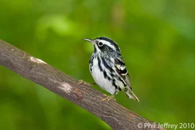 Black-and-white Warbler