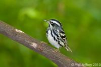 Black-and-white Warbler