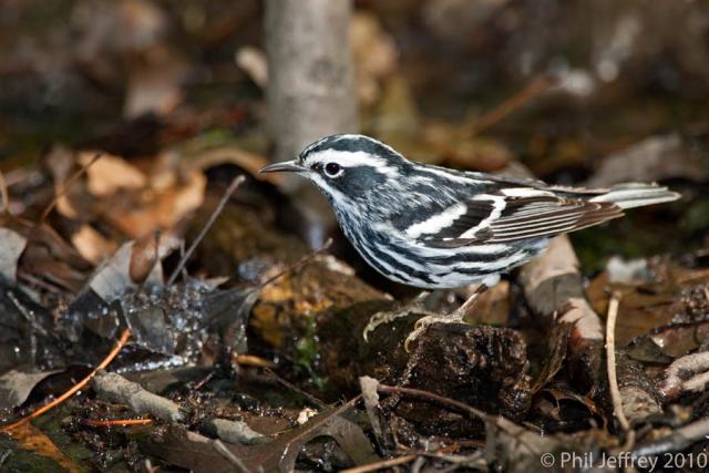 Black-and-white Warbler