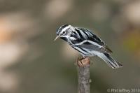 Black-and-white Warbler