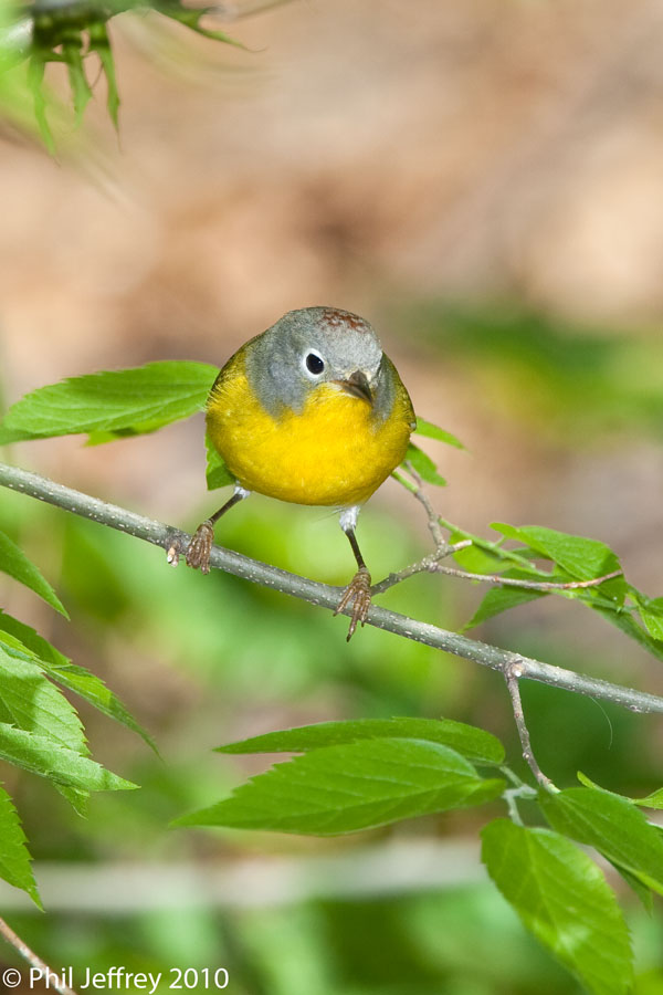 Nashville Warbler