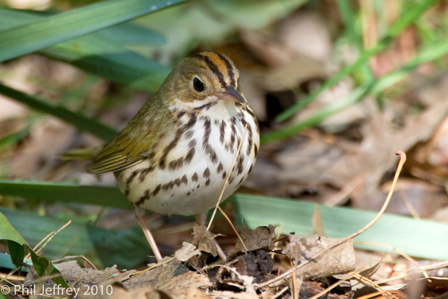 Ovenbird